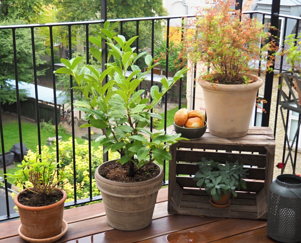 fresh-buns-and-plants-in-clay-pots-on-the-balcony-on-a-rainy-day_t20_OpZJry