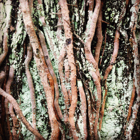 nature-branch-tree-moss-trunk-close-roots-flora-branches-outdoor-twigs-creeper_t20_LvEoea